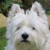 [REDACTED] [REDACTED]'s West Highland White Terrier - Middo