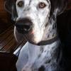 anna forrest's Great Dane - Florence