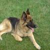 Rachael Dann's German Shepherd Dog (Alsatian) - Tess