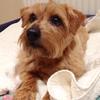 Sue Martin's Norfolk Terrier - Oscar