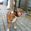 Stephen Hill's Staffordshire Bull Terrier - Rudy
