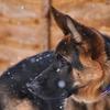 Lin Fidgin's German Shepherd Dog (Alsatian) - Fred