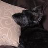 [REDACTED] [REDACTED]'s Scottish Terrier - Tilley