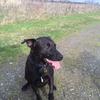 James Graham-Young's Patterdale Terrier - Frank