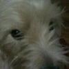 Alexandra Stevenson's West Highland White Terrier - Harvey