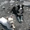 [REDACTED] [REDACTED]'s West Highland White Terrier - Tessie
