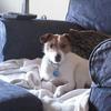 Ann Vickers's Jack Russell Terrier - Foxy
