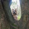 Glenys Dixon's Cairn Terrier - Willow