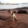 Michelle Evans's Beagle - Holly