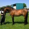 Jane Bell's Andalusian Horse - Tariq