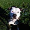 Sarah Law's Staffordshire Bull Terrier - Ruby