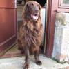 Phil Holdsworth's Flat Coated Retriever - Max      [ Liver ] - Deceased 03 April 2014