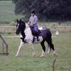 Hayley Shepherd's Gypsy Vanner Horse - Flint