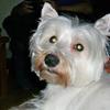 Susan Treloar's West Highland White Terrier - Jack