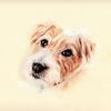 Steve Barnes's Jack Russell Terrier - Dennis