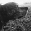 [REDACTED] [REDACTED]'s Staffordshire Bull Terrier - Tara