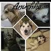 Janine Sudworth's Alaskan Husky - Anushka