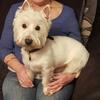 Rosalind Coutts's West Highland White Terrier - Archie