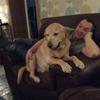 Alyson Young's Labrador Retriever - Alfie