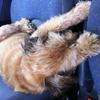 [REDACTED] [REDACTED]'s Lakeland Terrier - Alfie
