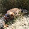 [REDACTED] [REDACTED]'s Bedlington Terrier - Pooky