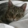 Maxine Timmis's Domestic longhair cat - Rosie
