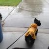 [REDACTED] [REDACTED]'s Scottish Terrier - Shelby