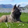 David Cox's Cairn Terrier - Tilley