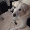 [REDACTED] [REDACTED]'s Labrador Retriever - Beau Smith