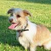 Diana Brackley's Jack Russell Terrier - Twizzle