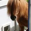Nikki Rees-Harries (0126hollyh)'s Shetland Pony - Mini