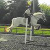 [REDACTED] [REDACTED]'s Irish Sport Horse - Littlehill Jasper