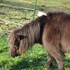 [REDACTED] [REDACTED]'s Shetland Pony - Babe