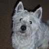 James Mansfield's West Highland White Terrier - Rory