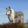 Gayle Jeffery's Smooth Collie - Alfred