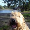 Louisa Roberts's Soft Coated Wheaten Terrier - Archie