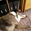 Belinda Forbes's Lurcher - Molly