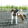 Danielle Beach's Irish Sport Horse - Poppy