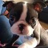 Sarah Wales's Boston Terrier - Sulley