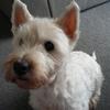 Hayley Stone's West Highland White Terrier - Alfie