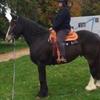 Laura Wilkinson-Lough's Shire Horse - Paddington