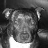 Emma Stewart's Staffordshire Bull Terrier - Oscar