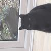 [REDACTED] [REDACTED]'s Domestic longhair cat - Buckaroo
