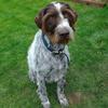 Caitlin Thomas's German Longhaired Pointer - Hamish