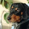 Jan Scrimgeour's Black and Tan Coonhound - Wally