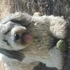 David Romaniw's Polish Lowland Sheepdog - Lech