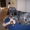 Roy Hawker's English Setter - Lizzy