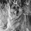 Claire Milthorp's German Shepherd Dog (Alsatian) - Jack