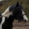 Amy Gillies's Gypsy Vanner Horse - Dolly