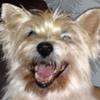 Paul Fortune's Cairn Terrier - Poppy
